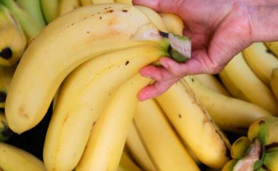 עכביש נודד ברזילאי נקרא גם בשם עכביש הבננות // צילום: GettyImages